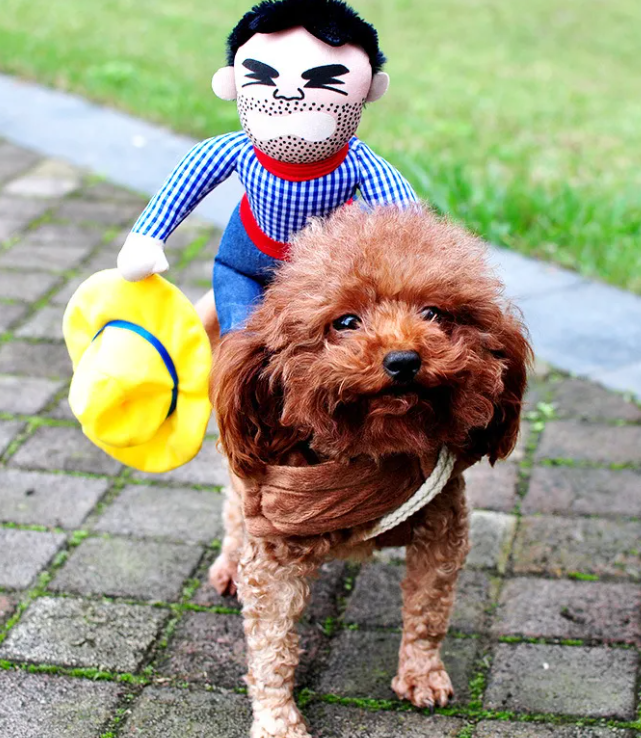 Spooky Pet Outfit
